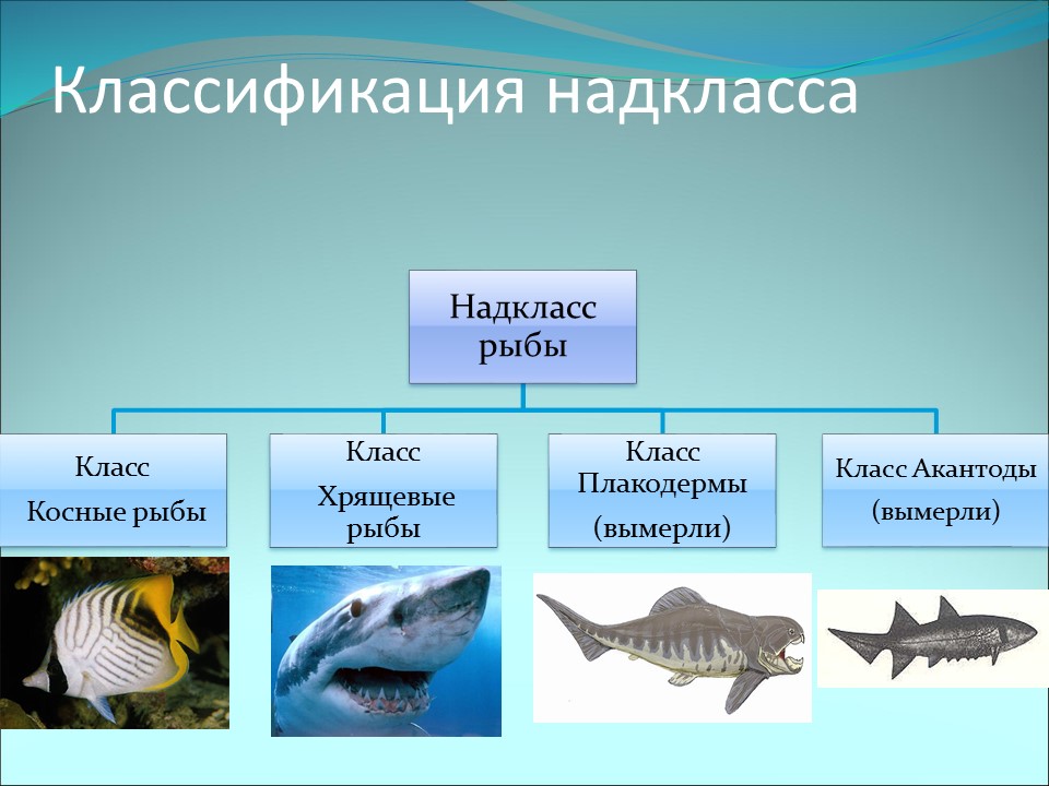 Чем отличаются классы рыб. Представители Надкласс рыбы костные рыбы. Классификация и систематика рыб. Надкласс рыбы костные 7 класс биология. Класс костистые рыбы представители.
