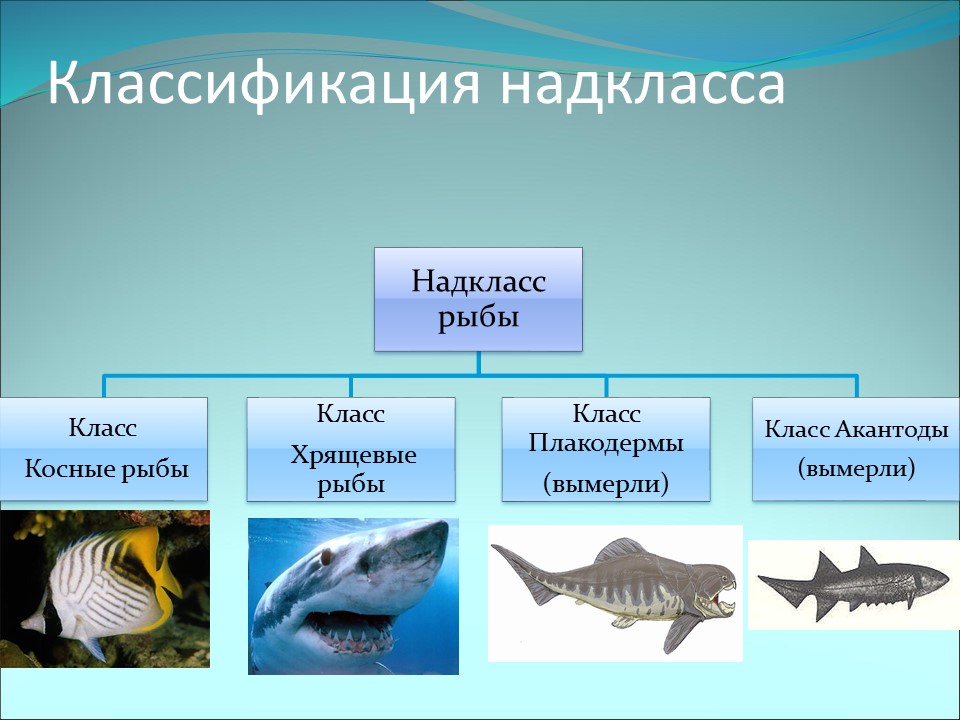 Контрольная работа по теме рыба 7 класс. Классификация рыб хрящевых рыб. Надкласс рыбы представители. Представители надкласса грибы. Представители надкласса рыбы.