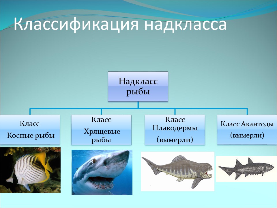 Рыбы примеры 3 класс