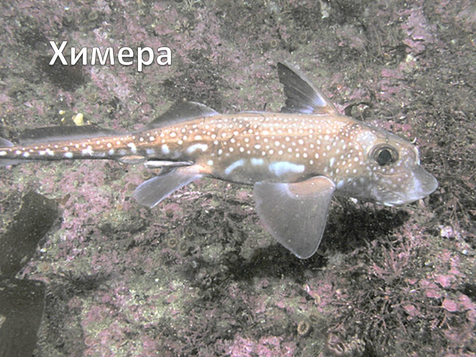 Надкласс рыбы