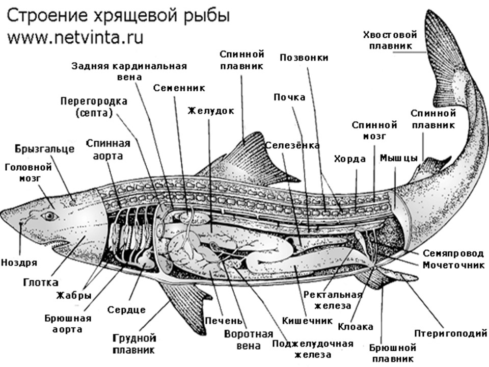 Надкласс рыбы