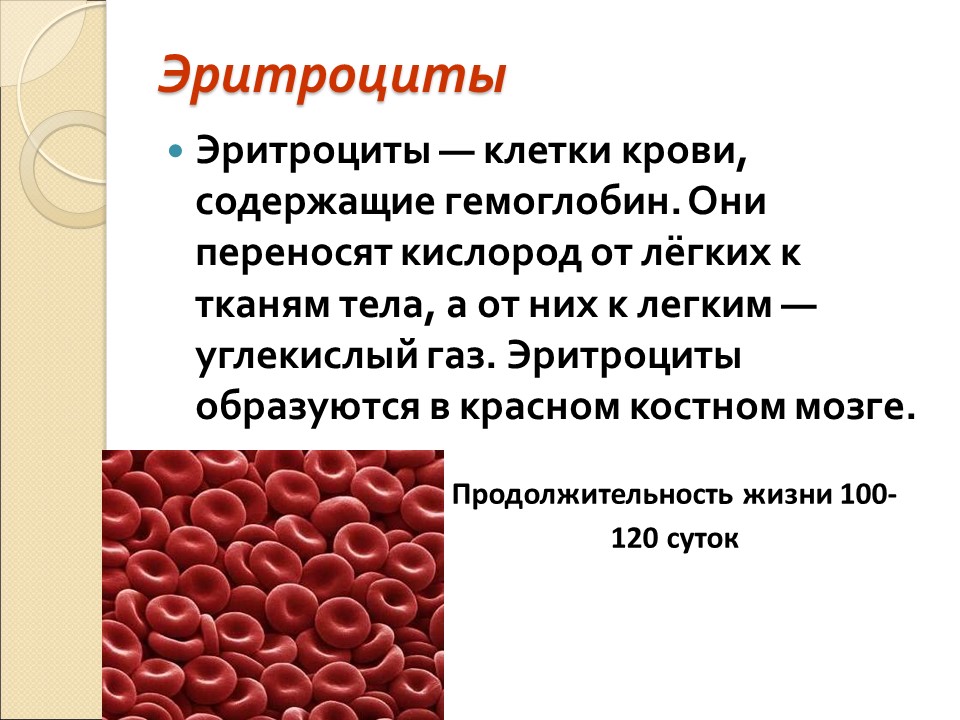 Почему кровь красная проект для 4 класса по окружающему миру