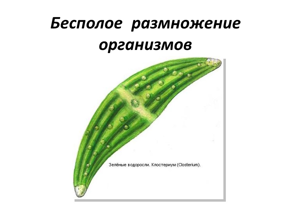 Бесполое размножение организмов