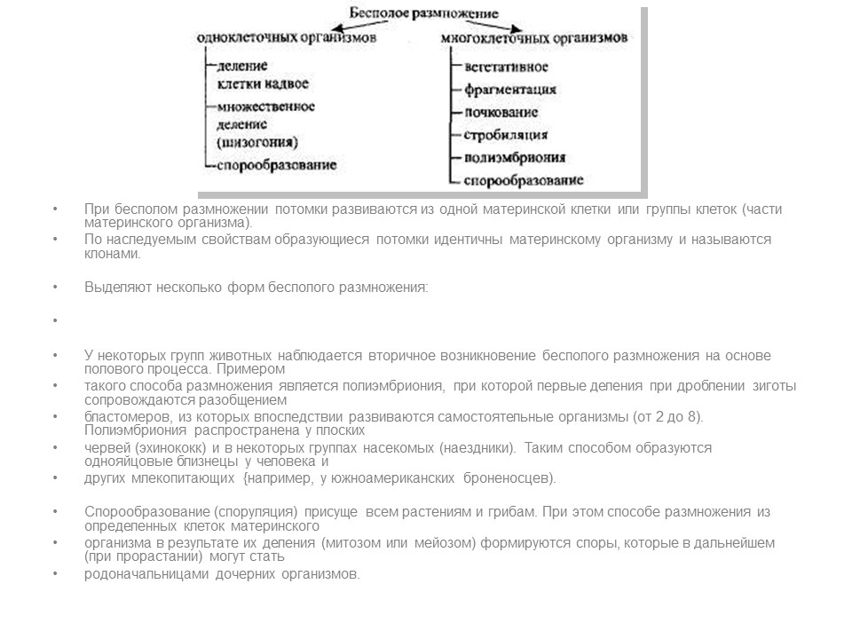 Бесполое размножение организмов
