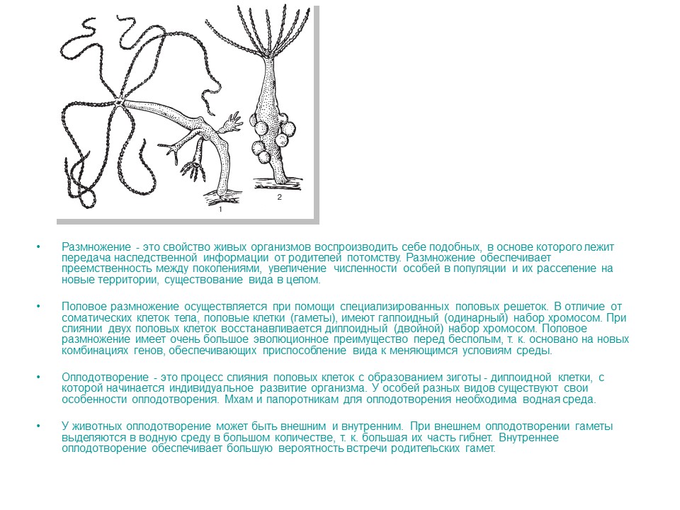 Бесполое размножение организмов