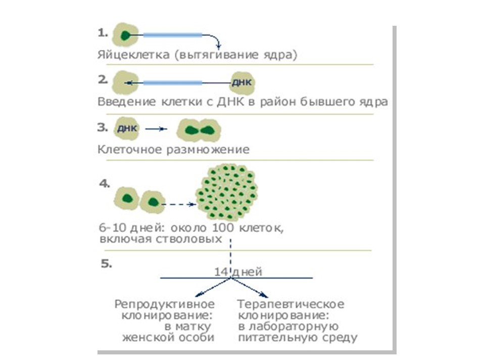 Бесполое размножение организмов