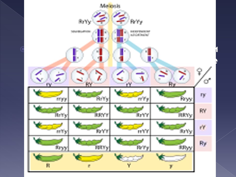 Грегор Мендель и его исследования