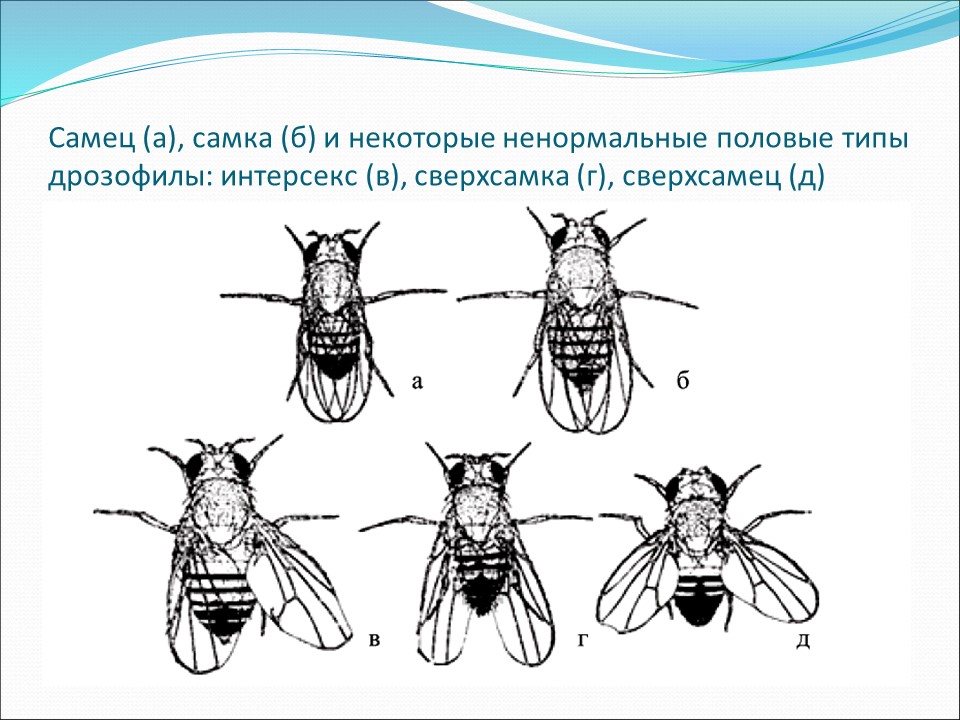 Генетика пола