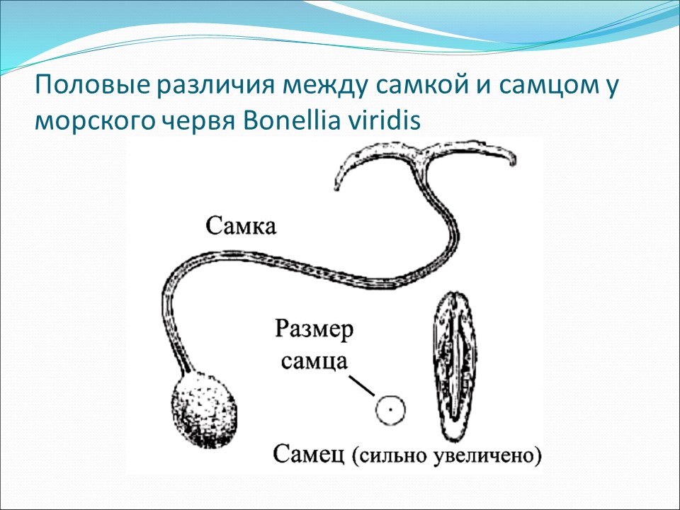 Генетика пола 10 класс биология презентация. Червь бонеллия. Морской червь Bonellia viridis. Морской кольчатый червь бонеллия. Морской червь бонеллия определение пола.