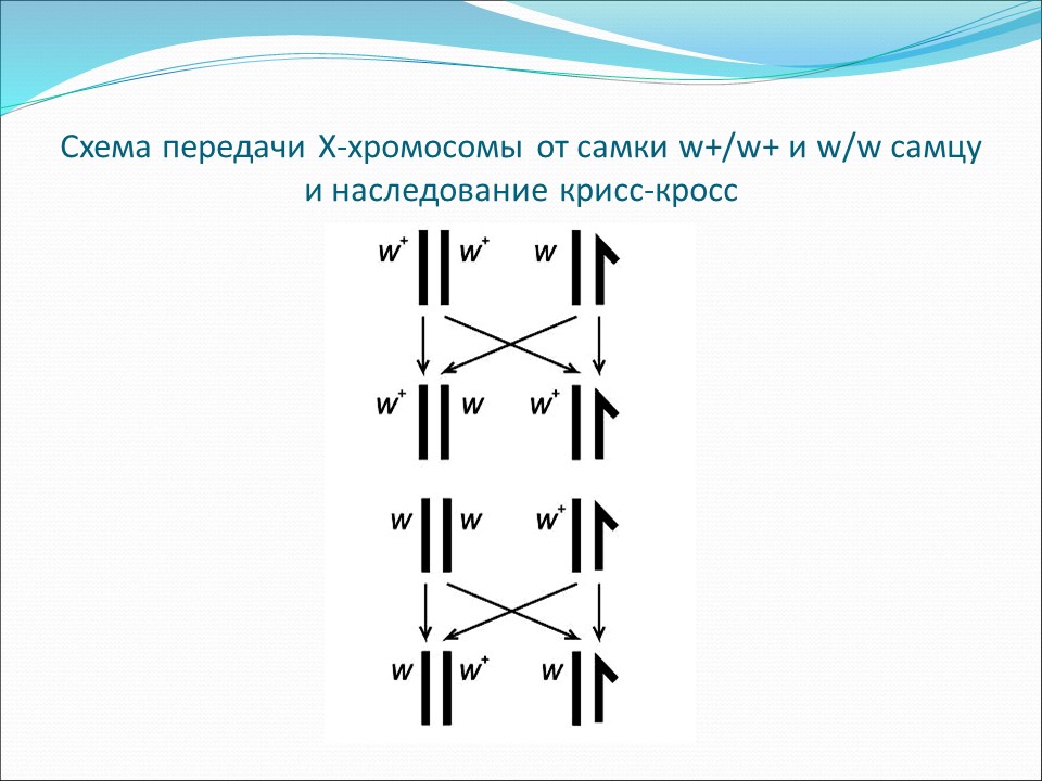 Генетика пола