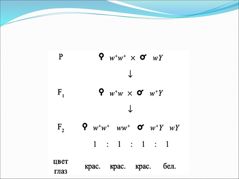Генетика пола