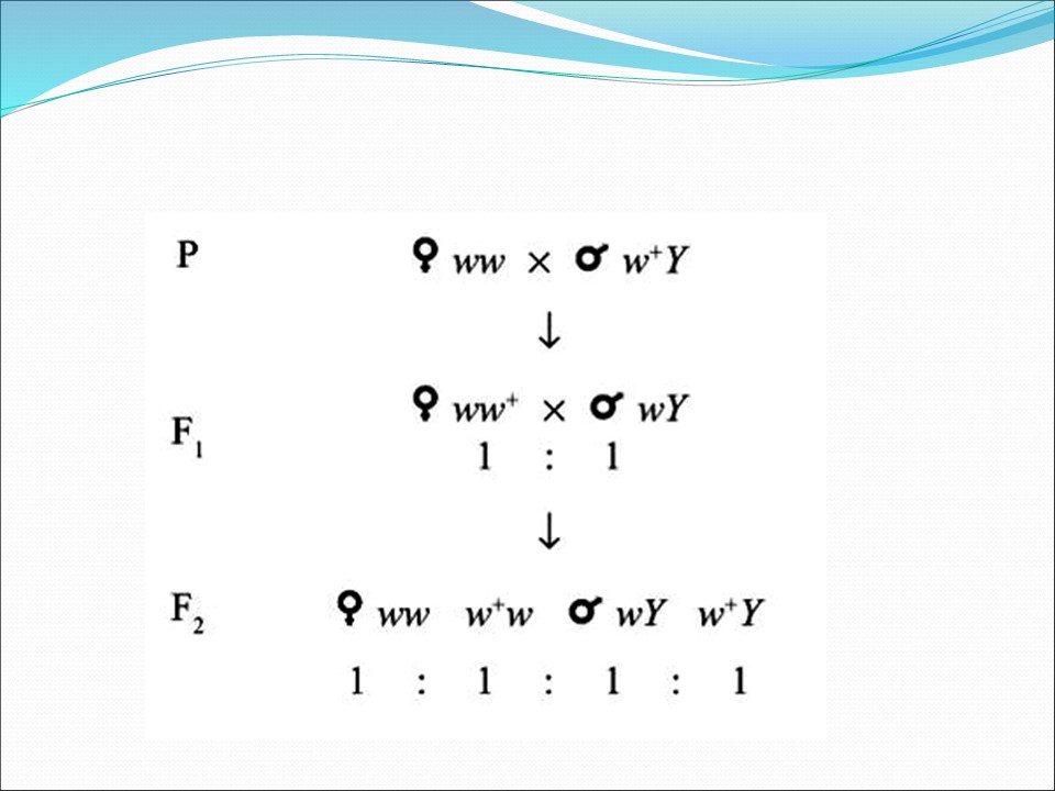 Генетика пола