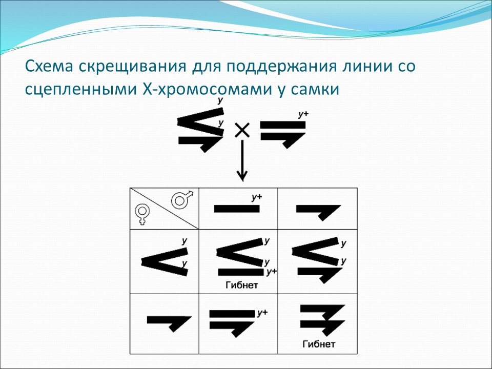 Генетика пола