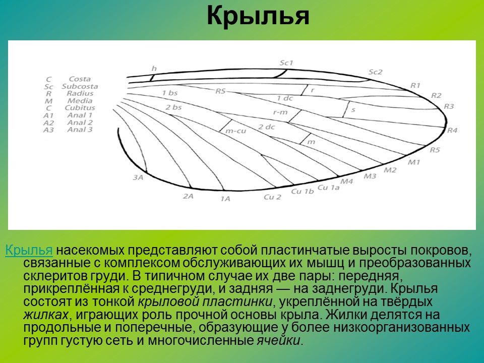 Изучение класса насекомых