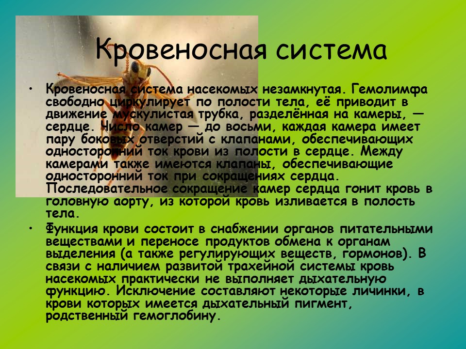 Внешнее строение насекомых. Таблица по биологии 7 класс система органов насекомых. Выделительная система членистоногих насекомые. Выполняемая функция насекомых. Выполняемая функция насекомых.
