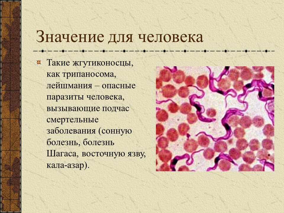 Простейшие жгутиковые