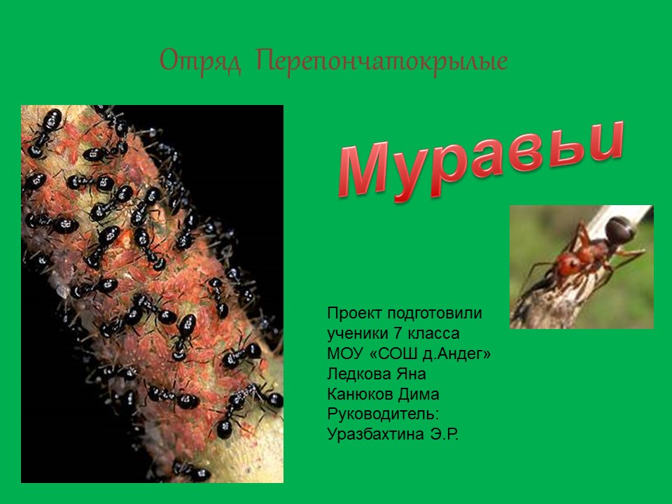 Муравьи и их значение в природе