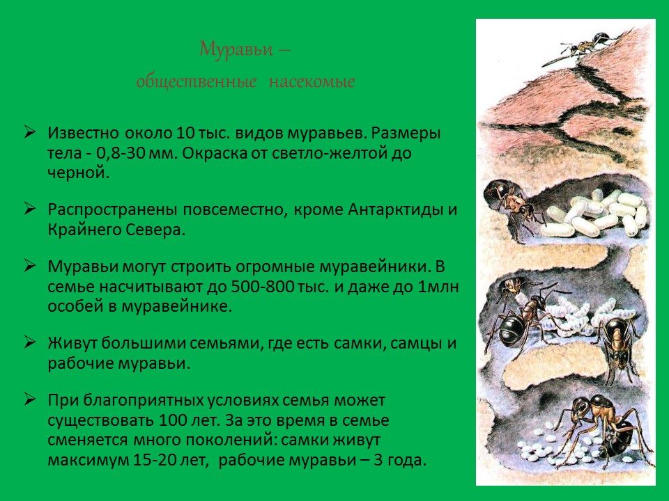 Муравьи и их значение в природе