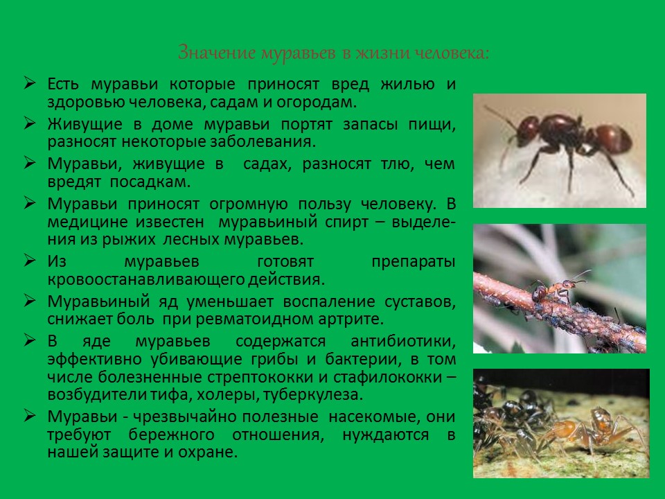 Муравьи и их значение в природе