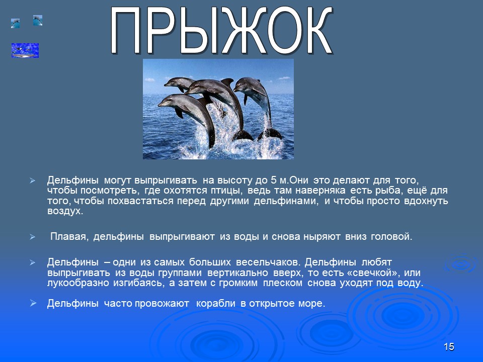 Отряд китообразных