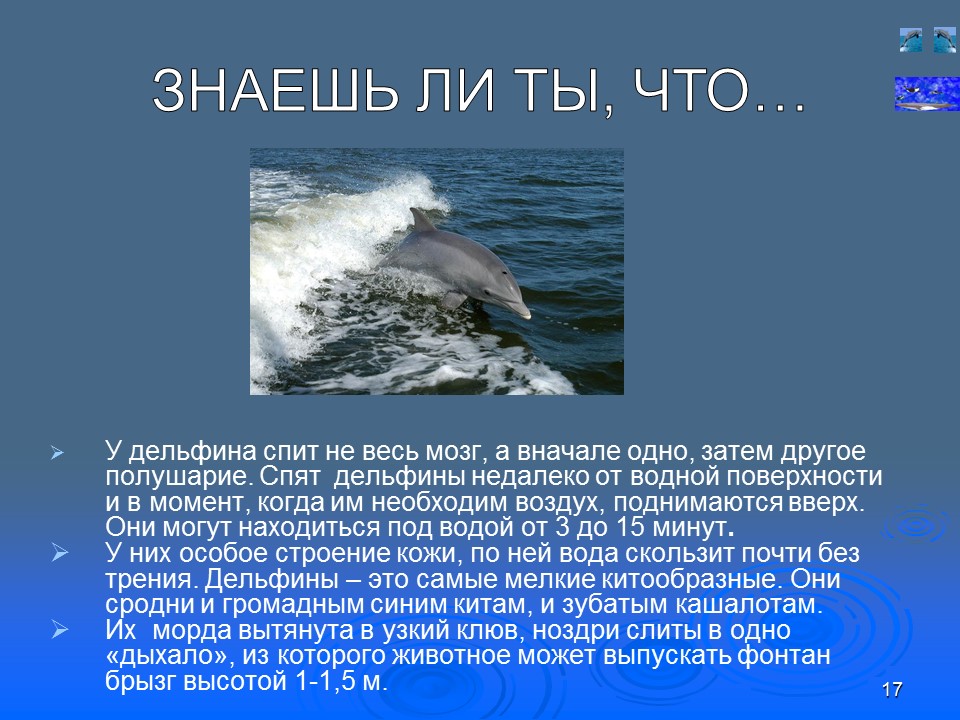 Отряд китообразных