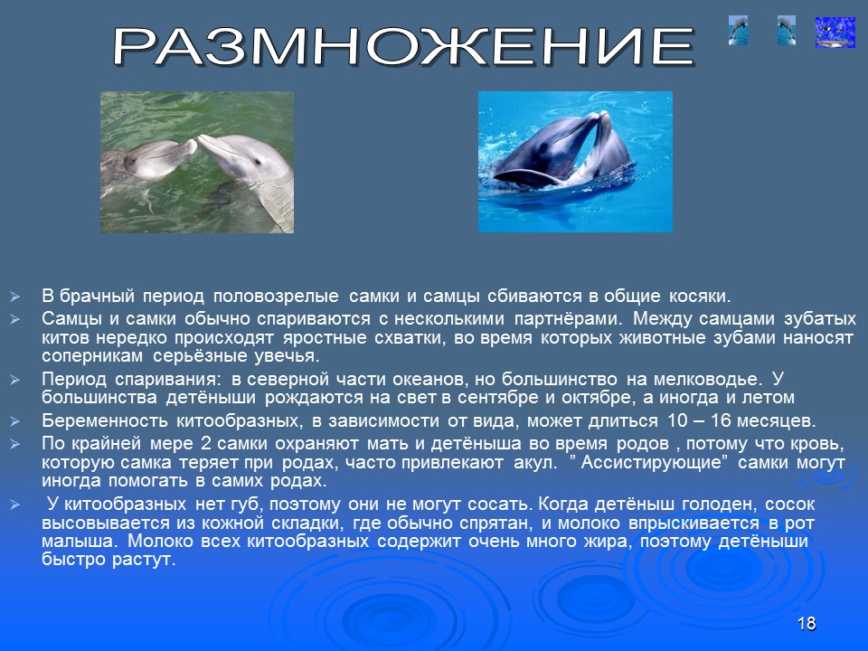 Презентация по биологии 7 класс китообразные