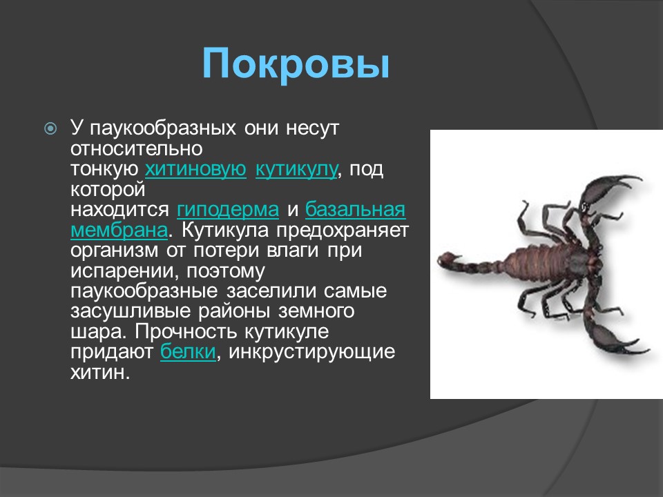 Какой тип питания характерен для морского скорпиона изображенного на рисунке