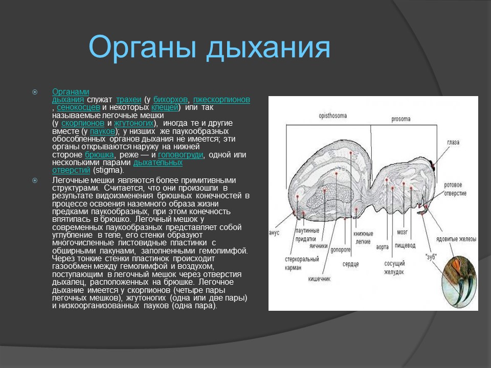 Класс паукообразные