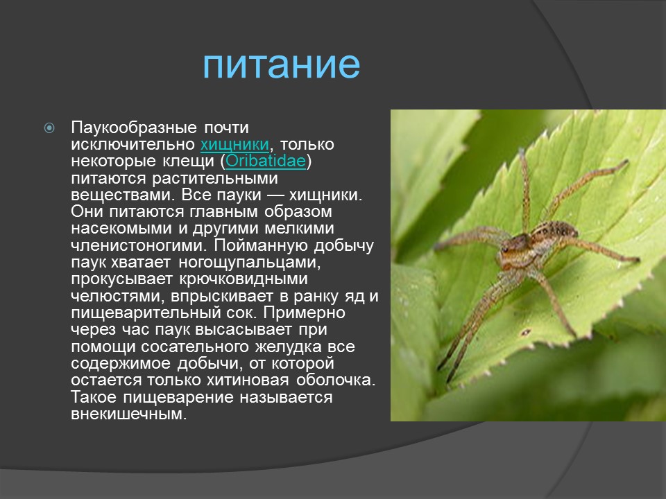 Класс паукообразные