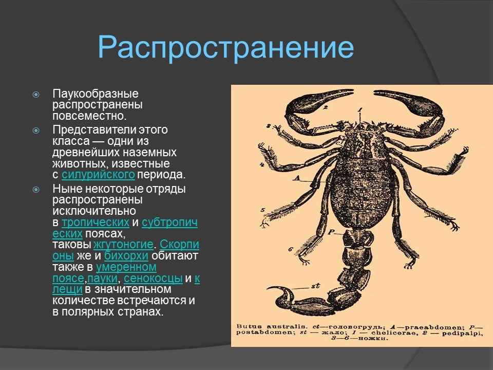 Класс паукообразные