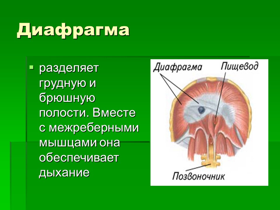 Мышцы как активная часть опорно-двигательной системы