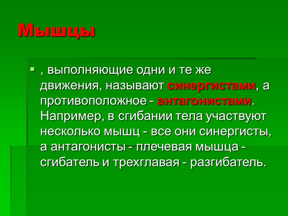 Мышцы как активная часть опорно-двигательной системы