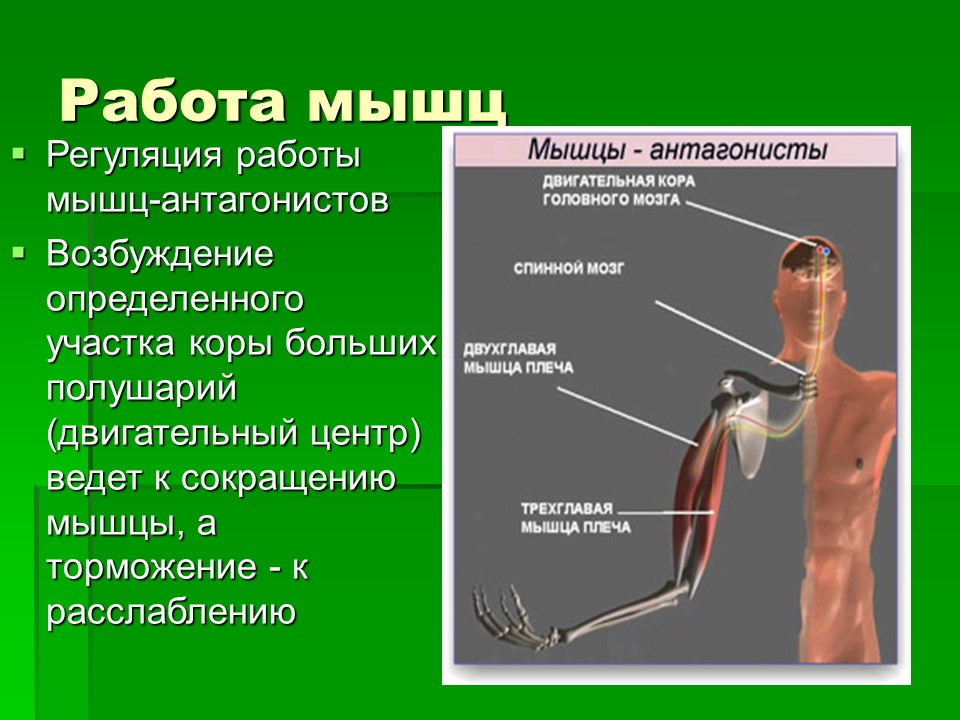 Мышцы как активная часть опорно-двигательной системы