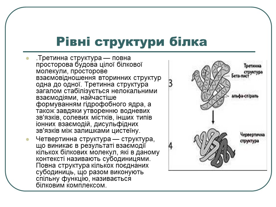 Що таке білки
