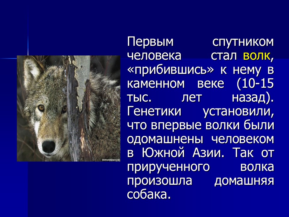Одомашнивание диких животных презентация