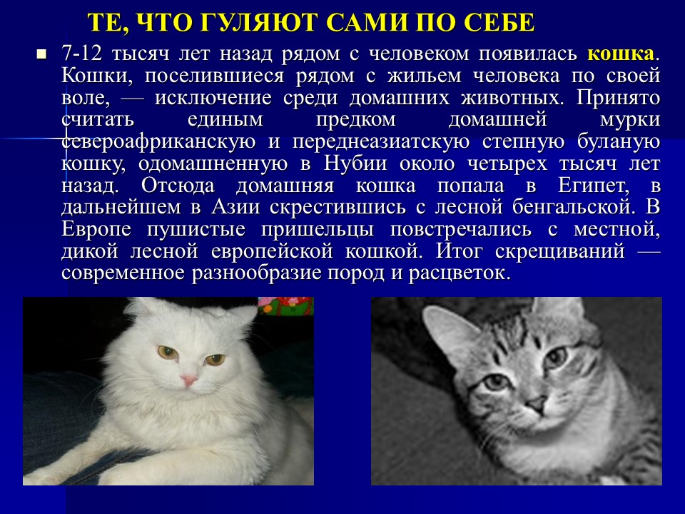 Одомашнивание животных