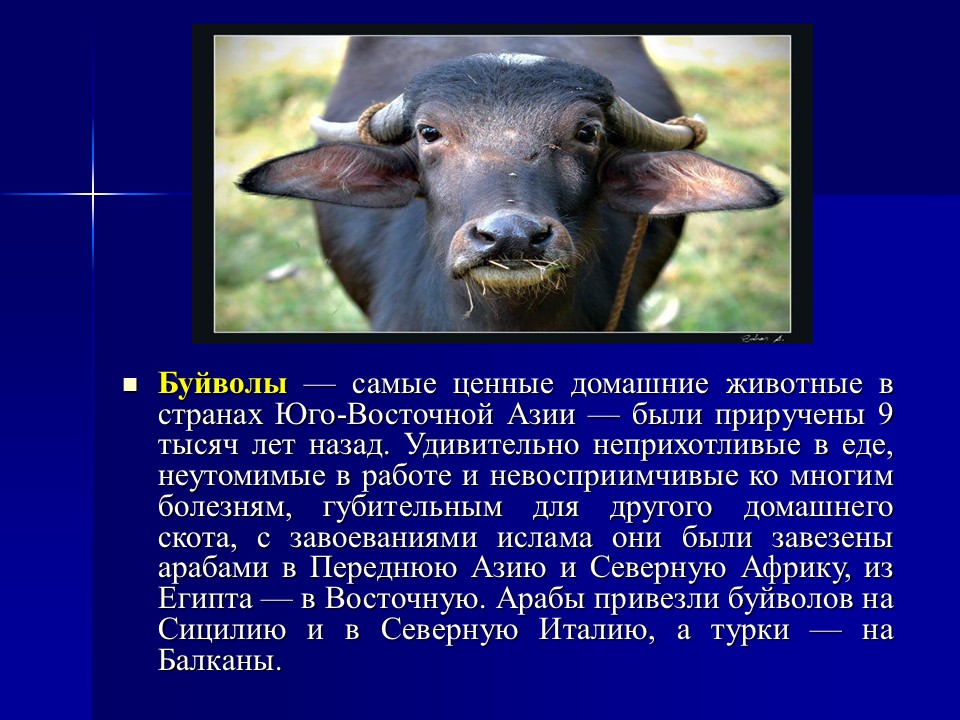 Одомашнивание животных