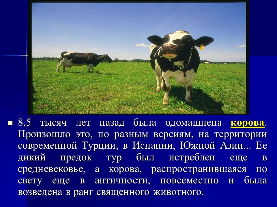 Одомашнивание животных