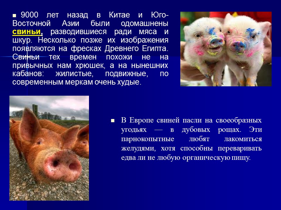 Одомашнивание животных