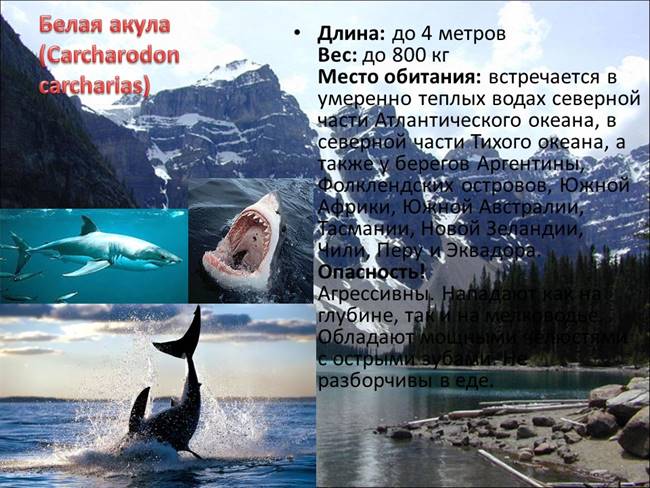 Самые опасные животные