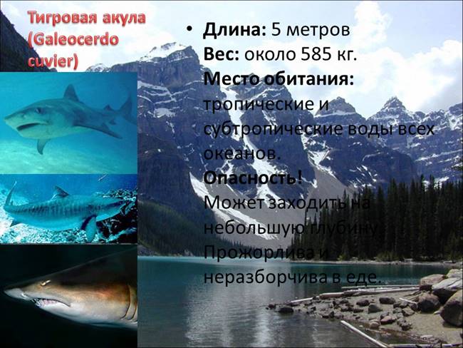 Самые опасные животные