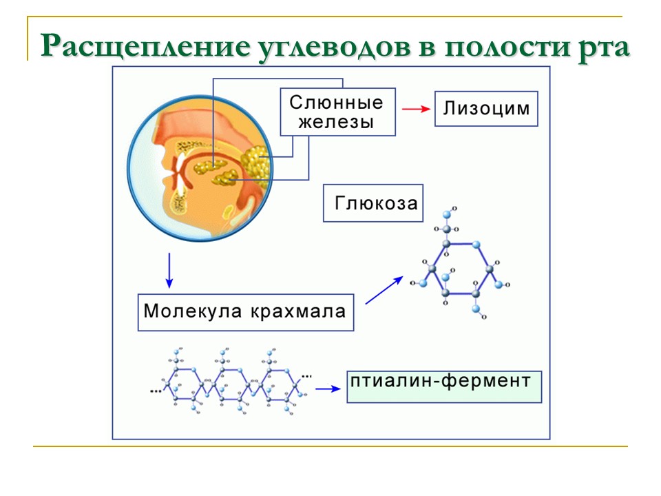 структура молекулы крахмала. расщепление крахмала. молекулярное строение крахмала. фермент амилаза формула. механизм расщепления крахмала амилазой.