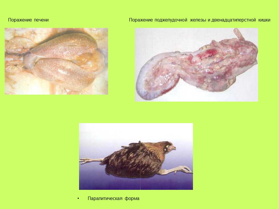 Вирусные заболевания птиц отряда куриных