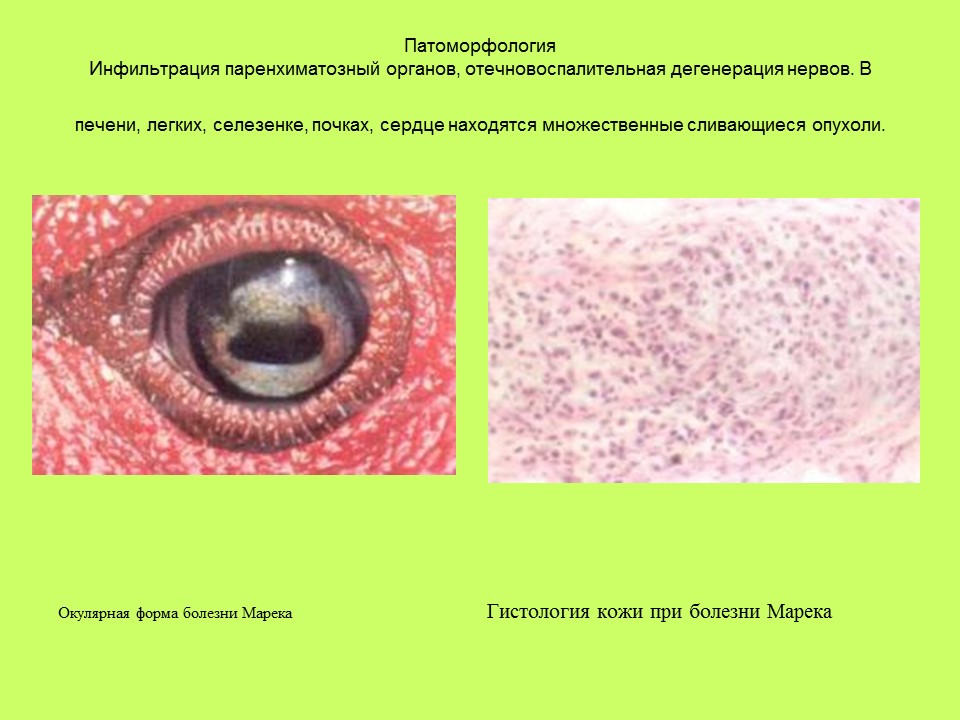 Вирусные заболевания птиц отряда куриных