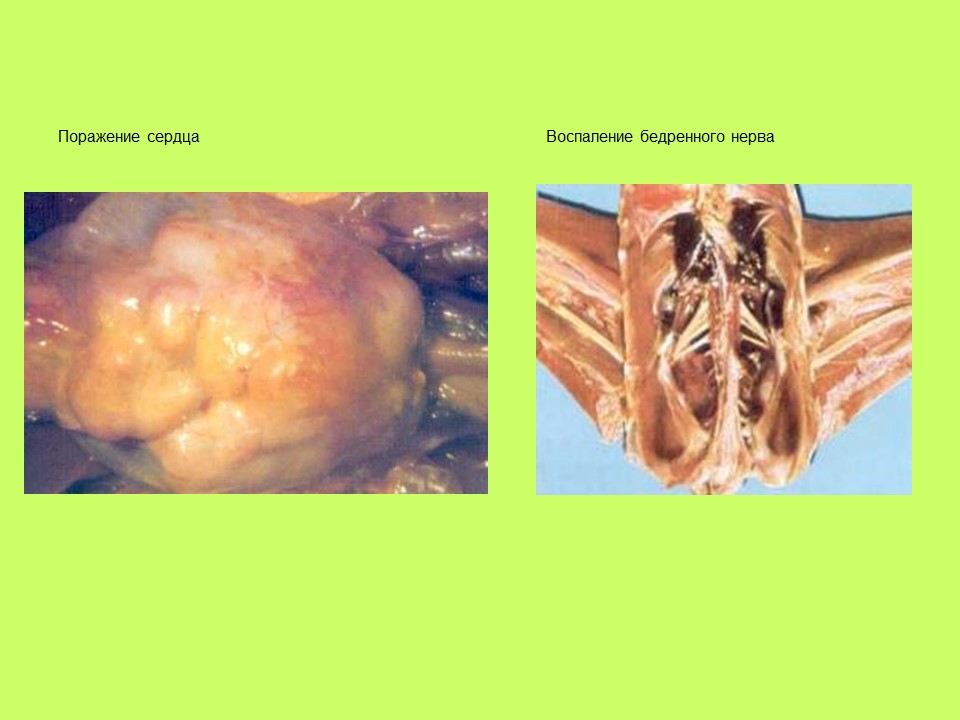 Вирусные заболевания птиц отряда куриных