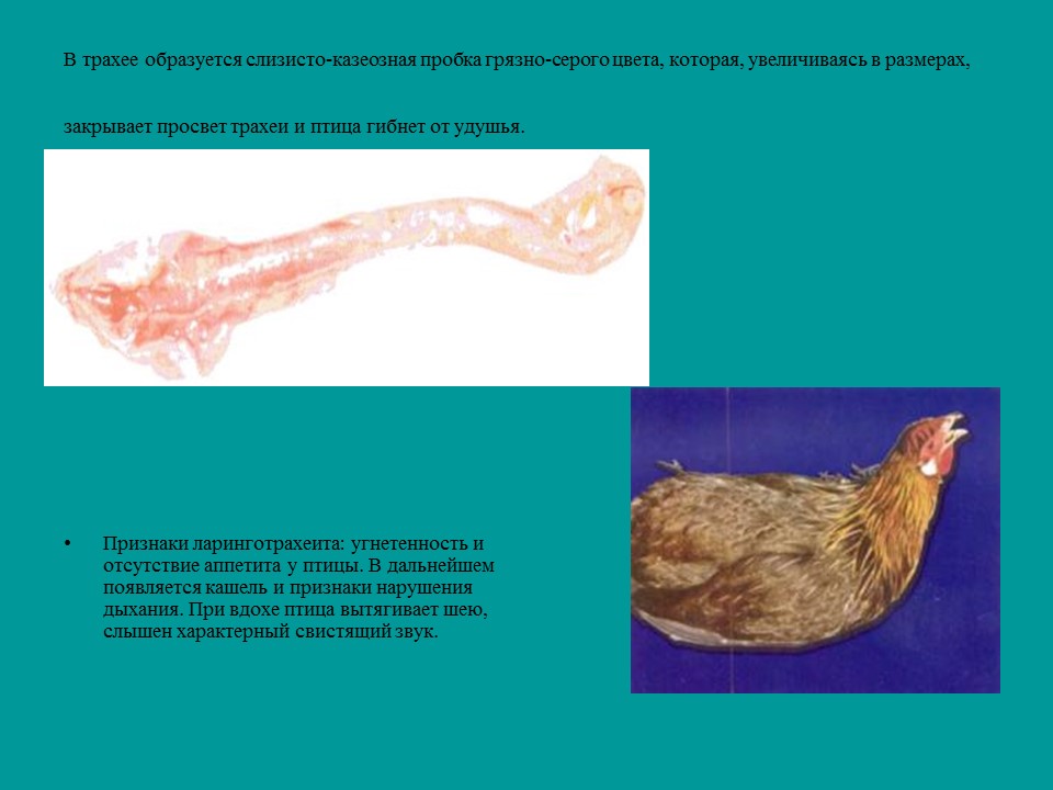 Вирусные заболевания птиц отряда куриных