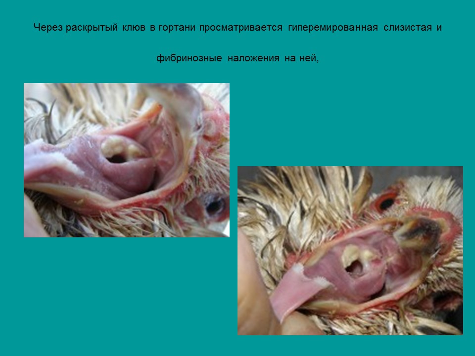 Вирусные заболевания птиц отряда куриных