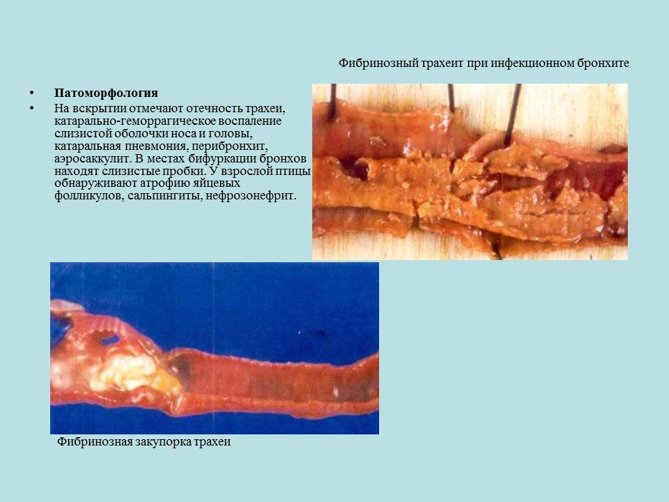 Вирусные заболевания птиц отряда куриных