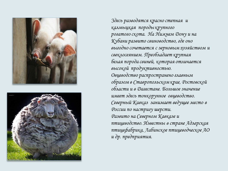 Северо-Кавказский экономический район