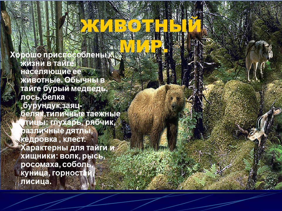 Природные зоны России Тайга